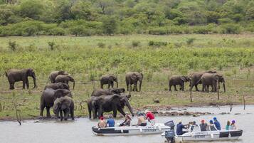 A boat with passengers observing elephants by the water.