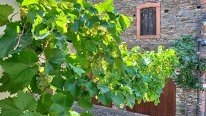 A vineyard with grapevines and a stone building with a wooden window.