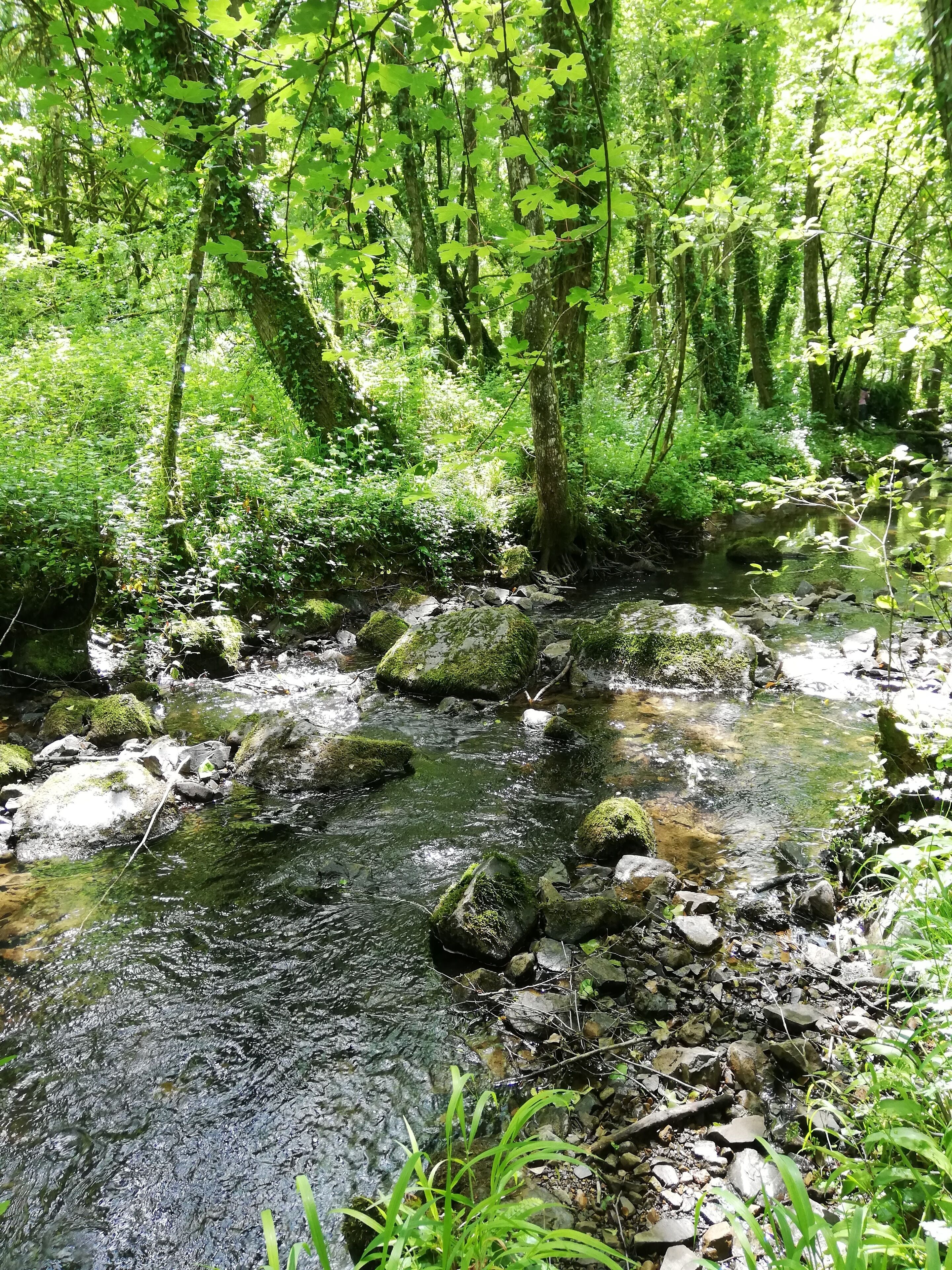 A forest stream with rocks and moss.