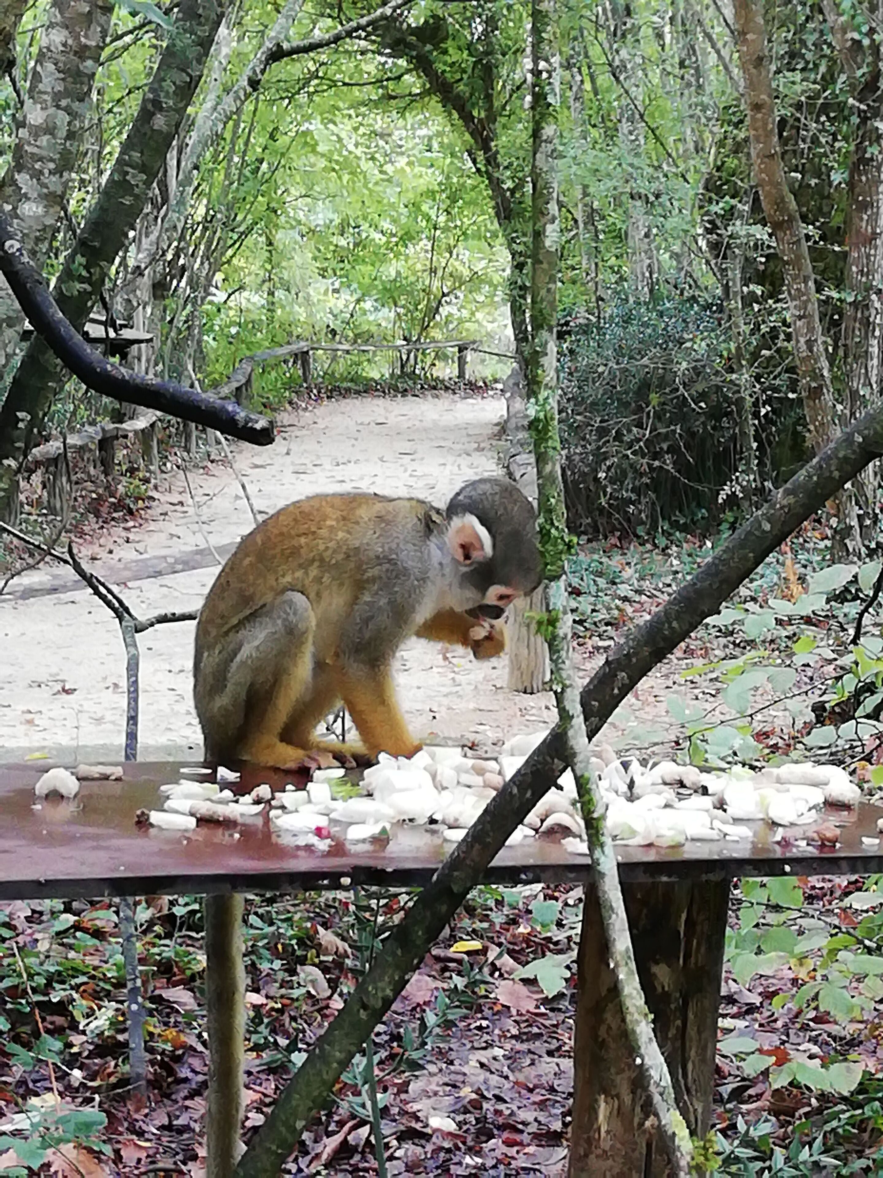A monkey sitting on a bench surrounded by trees and foliage.