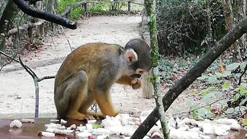 A monkey sitting on a bench surrounded by trees and foliage.