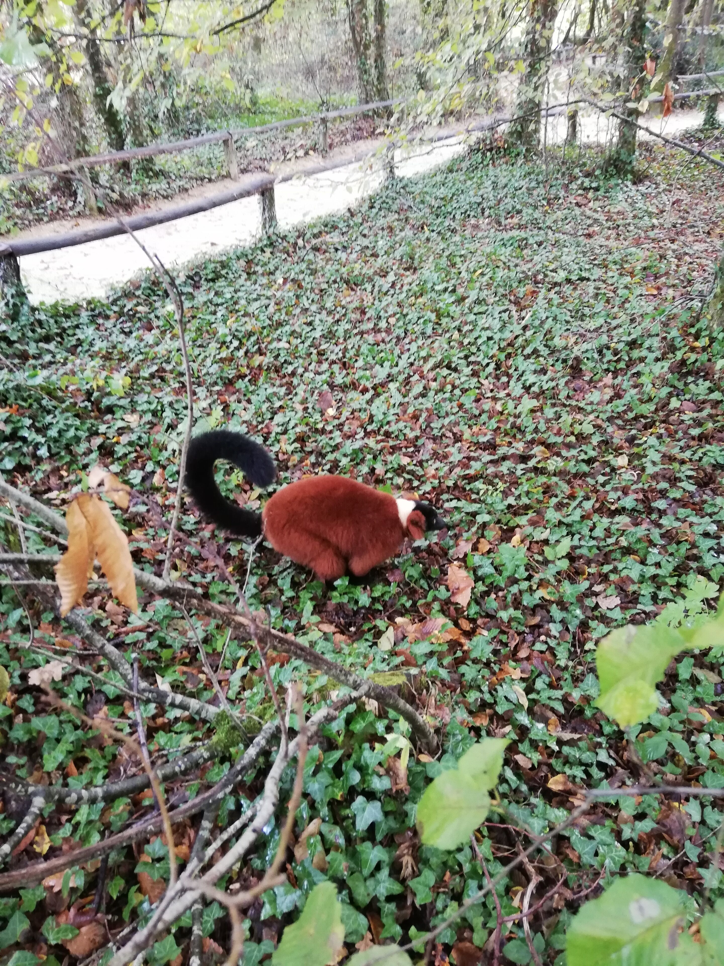 A red panda in a natural setting with dense foliage and a wooden fence in the background.