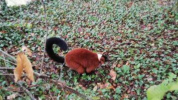 A red panda in a natural setting with dense foliage and a wooden fence in the background.