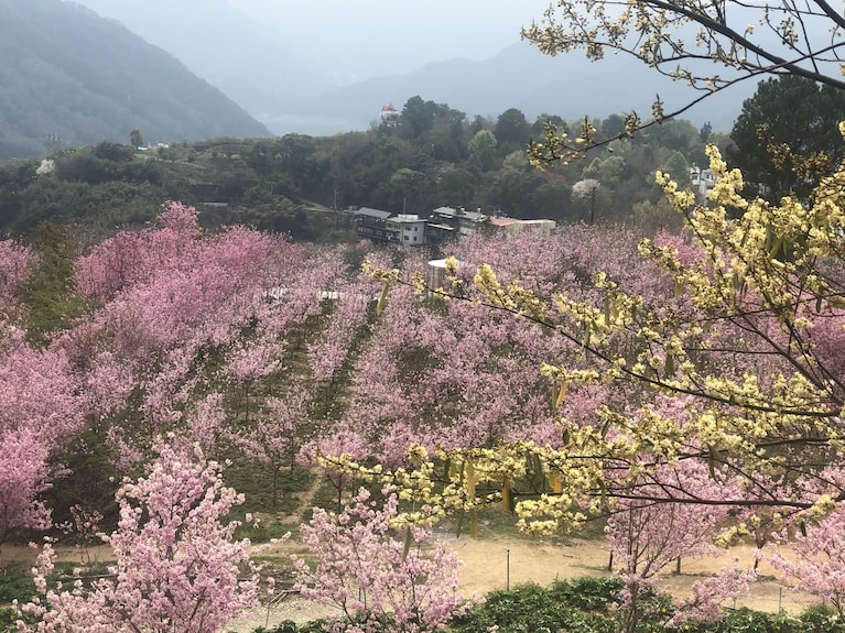 莫妮卡工坊評價、特色體驗、房價資訊、訂房連結 – 山景溫馨民宿 - 照片 3