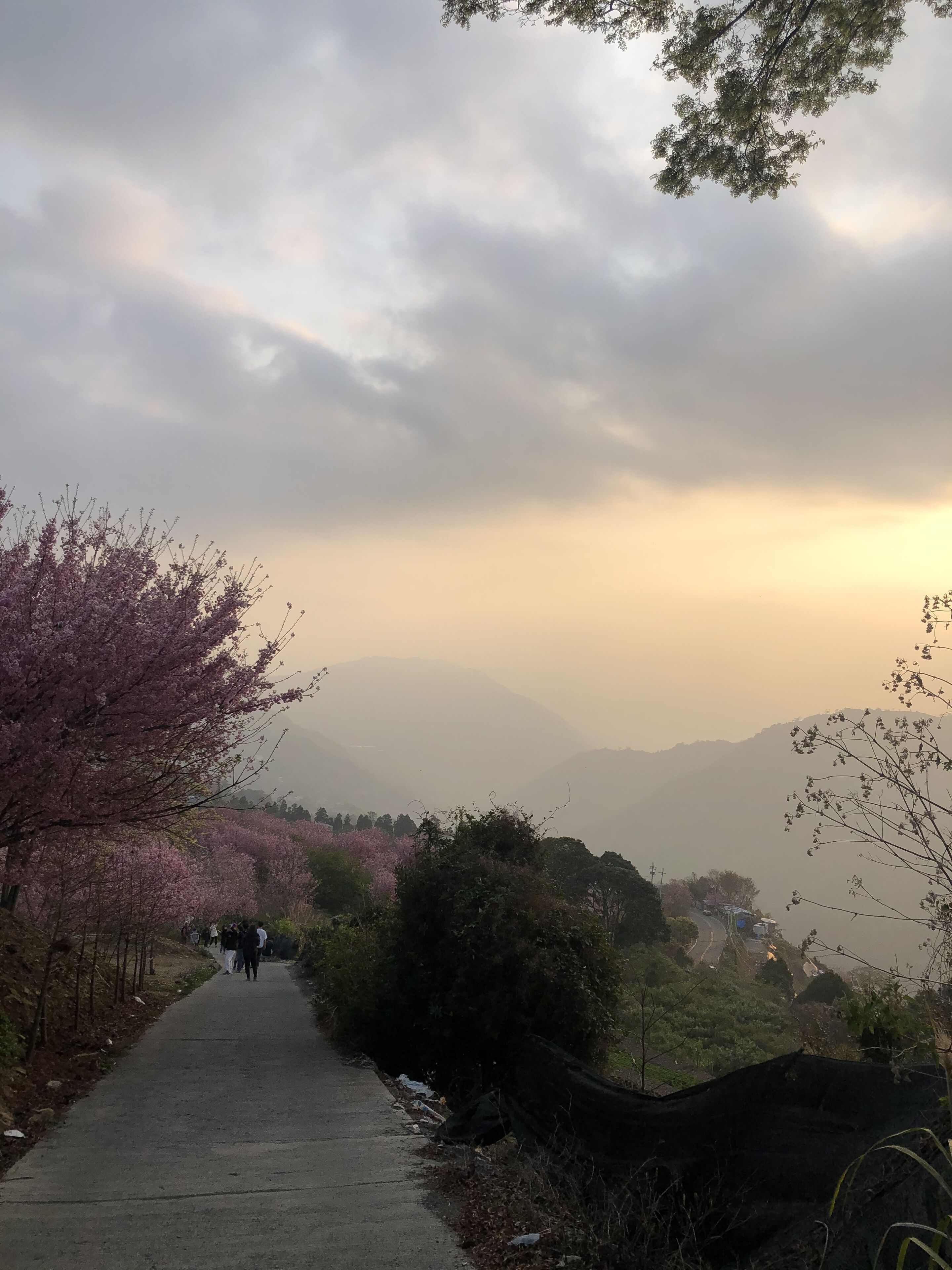 Un sendero bordeado por cerezos en flor con una montaña al fondo.