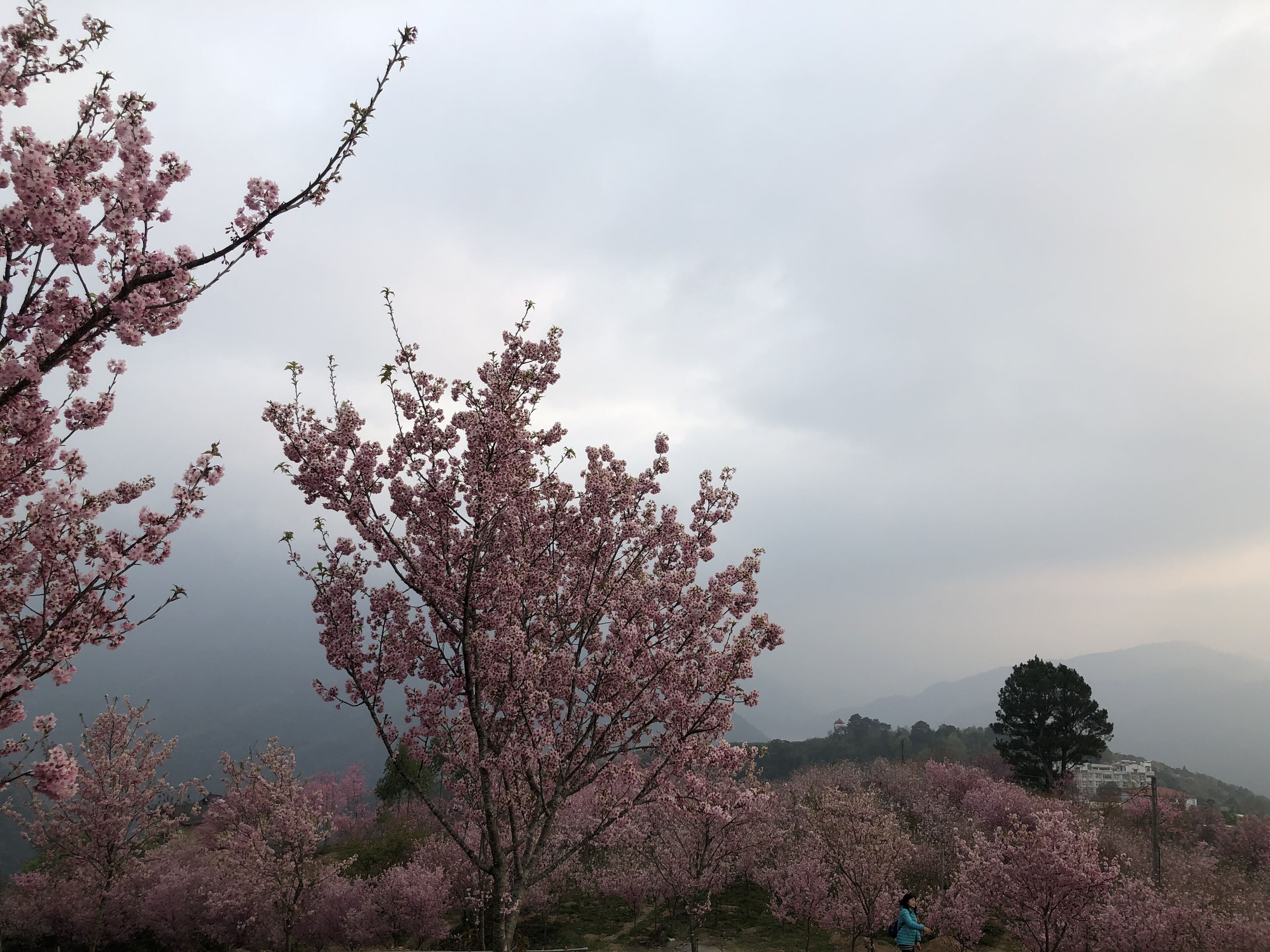 莫妮卡工坊評價、特色體驗、房價資訊、訂房連結 – 山景溫馨民宿 - 照片 9