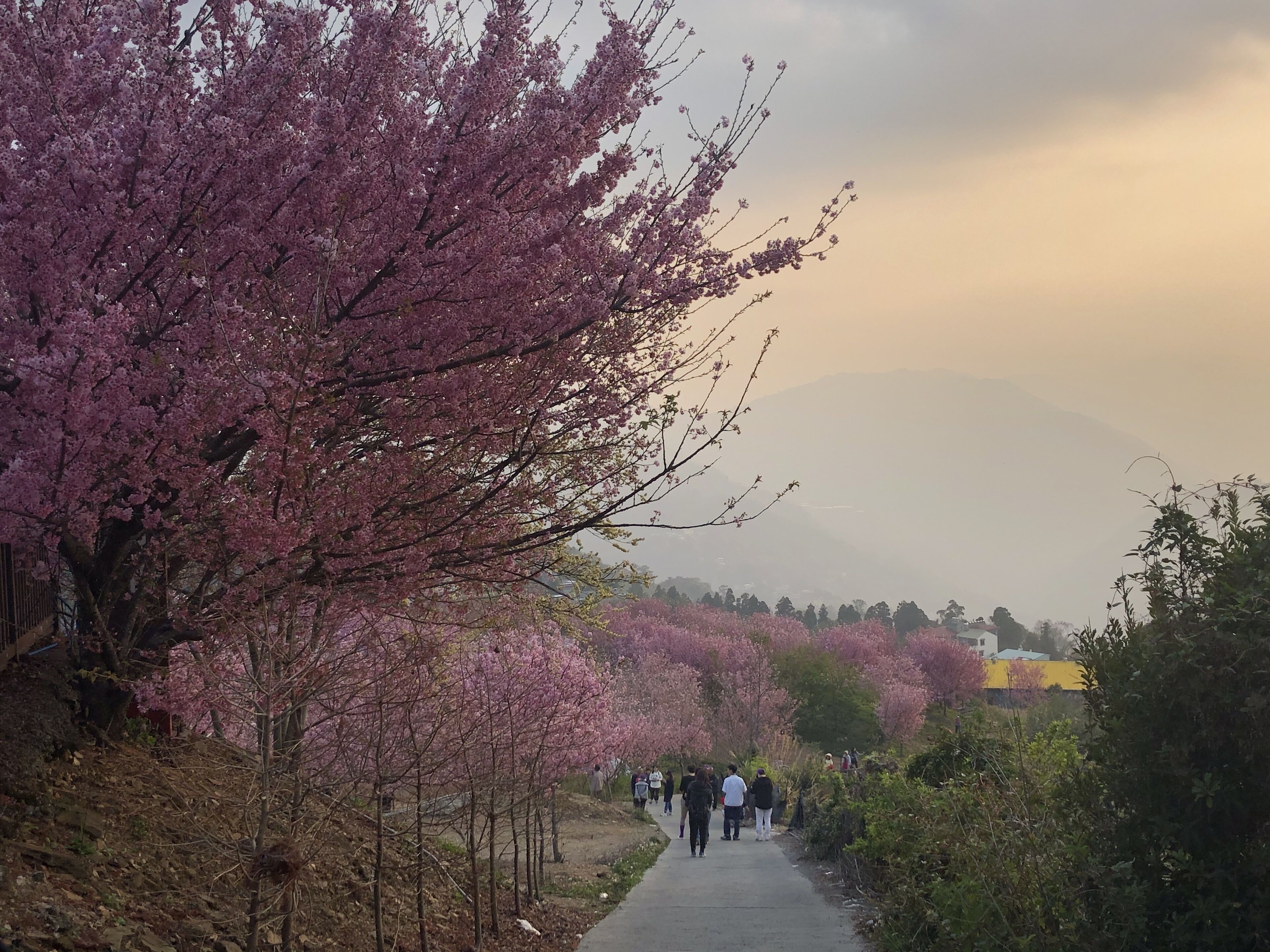 Un sendero bordeado de árboles de cerezo que conduce hacia una montaña distante.