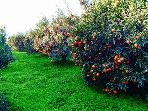 Jardín
