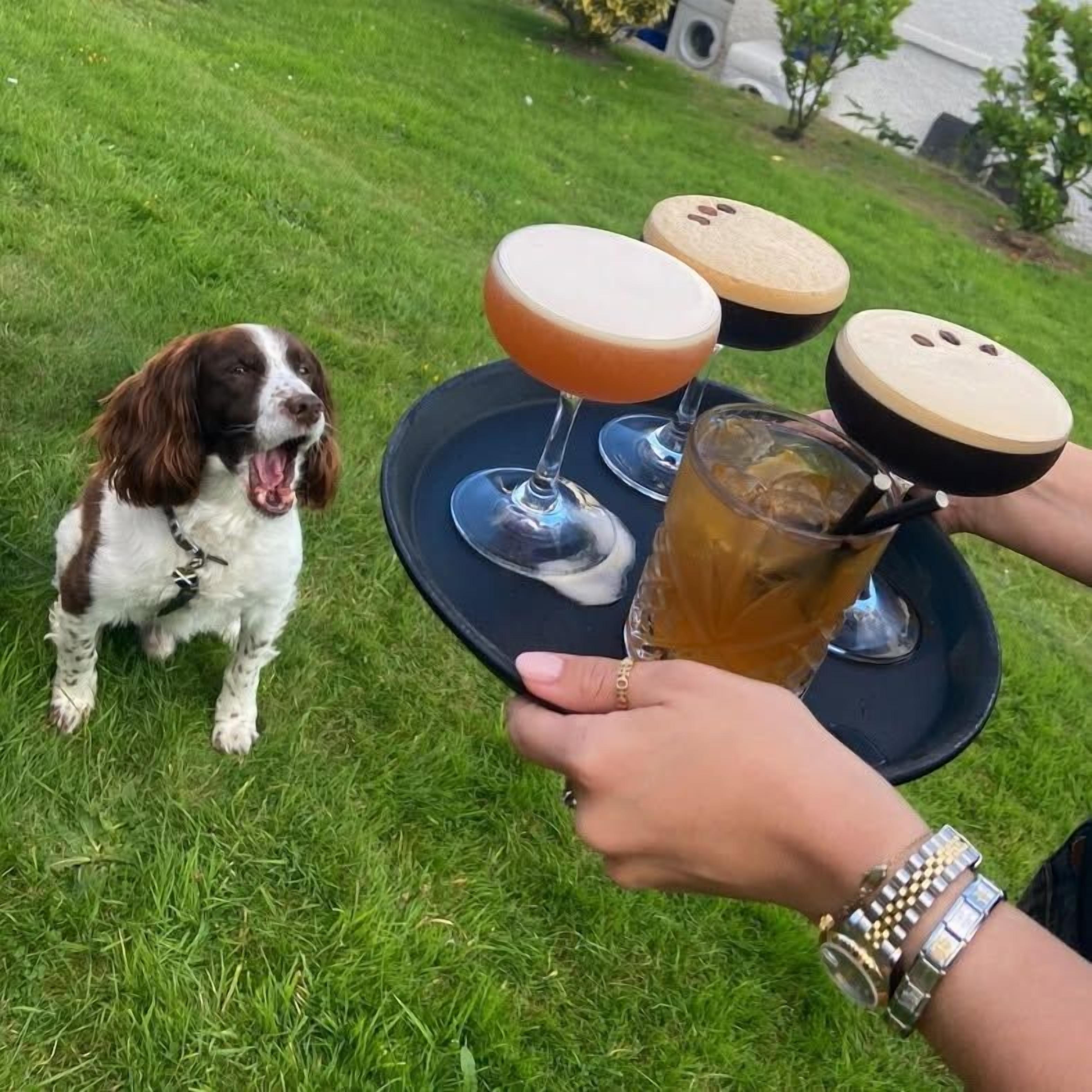Un cane seduto sull'erba con un vassoio di bevande e bicchieri.
