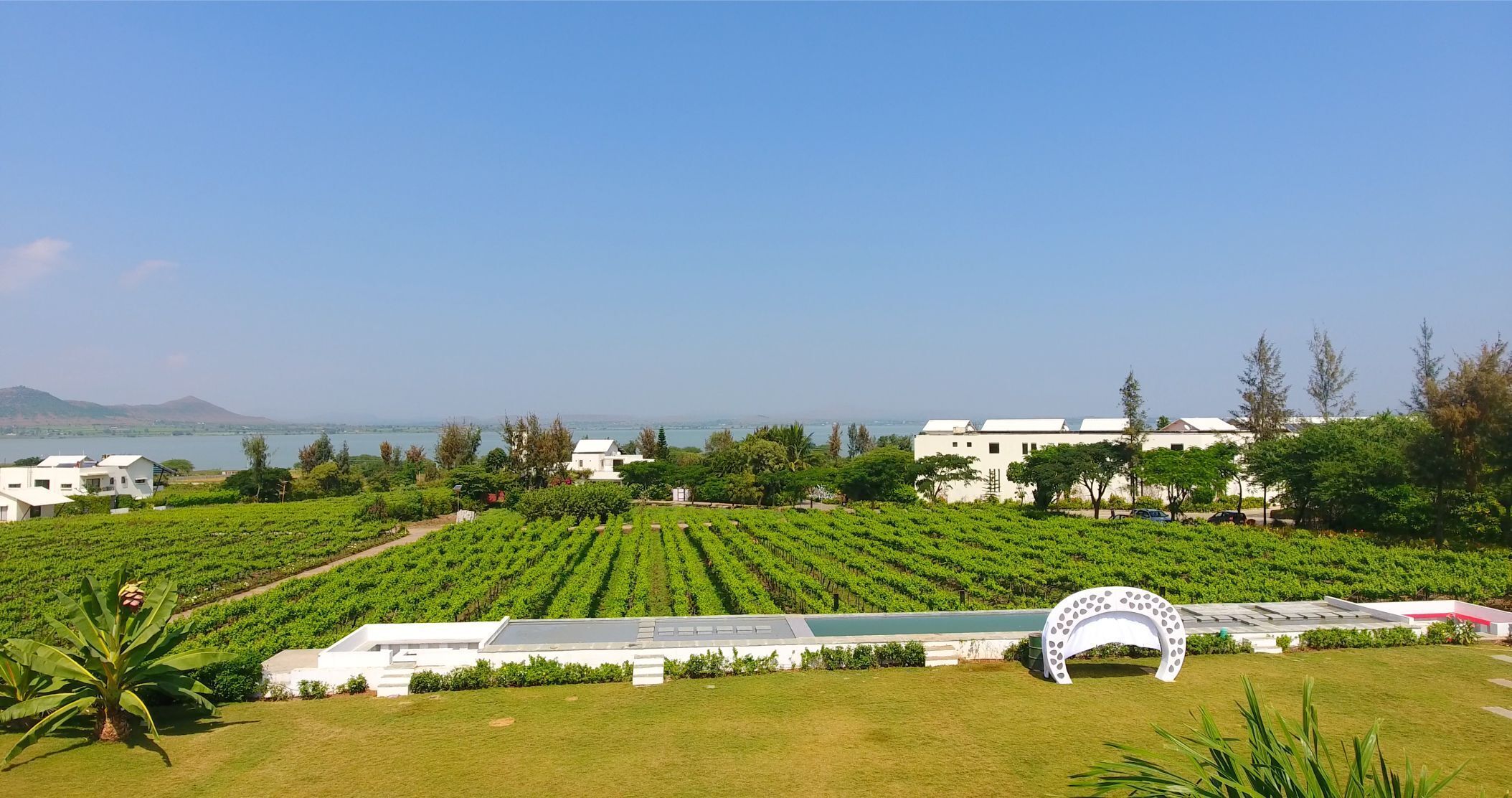 A vineyard with rows of grapevines, white buildings, and a clear view of the sea in the background.
