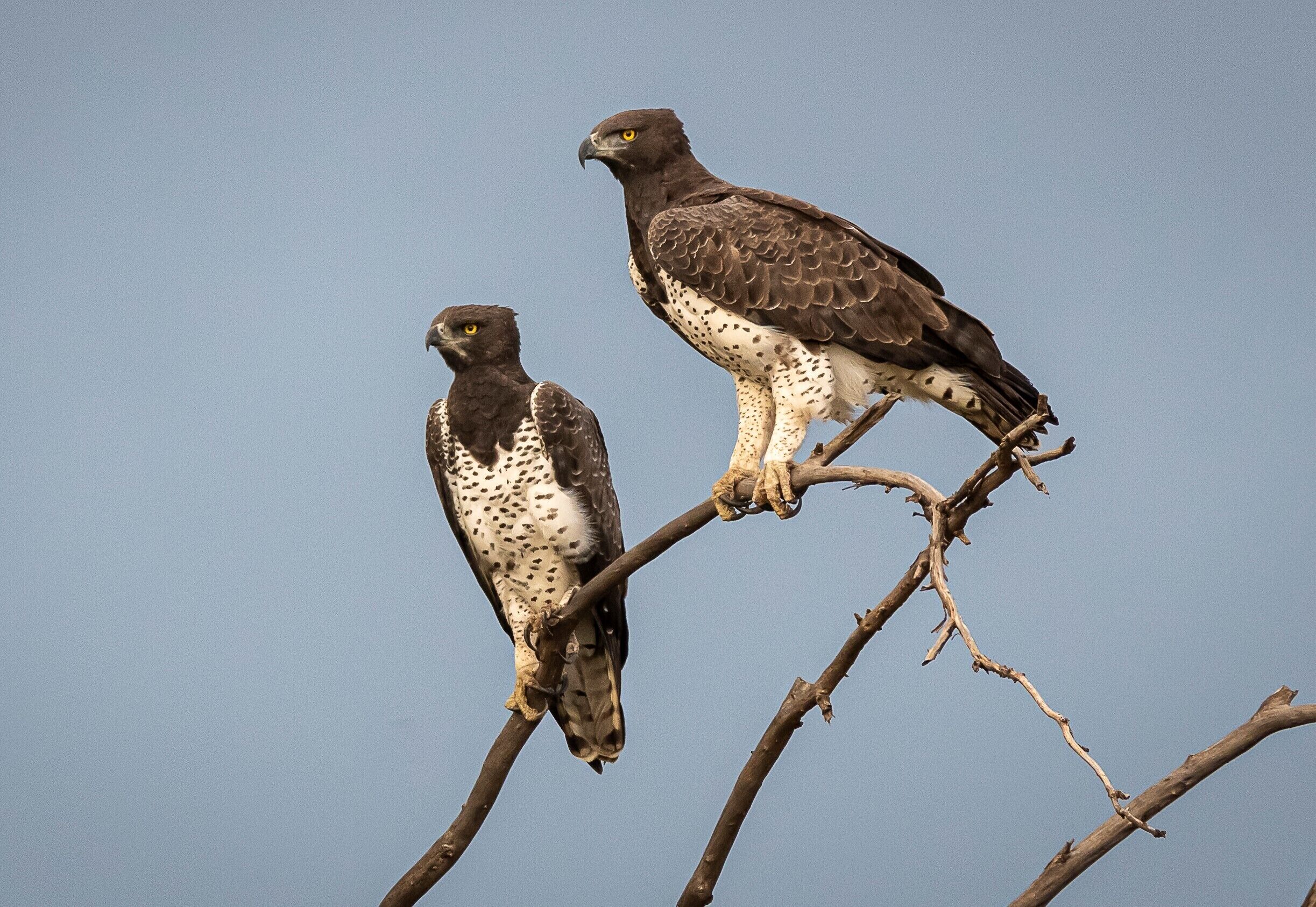 Dos pájaros posados en una rama.