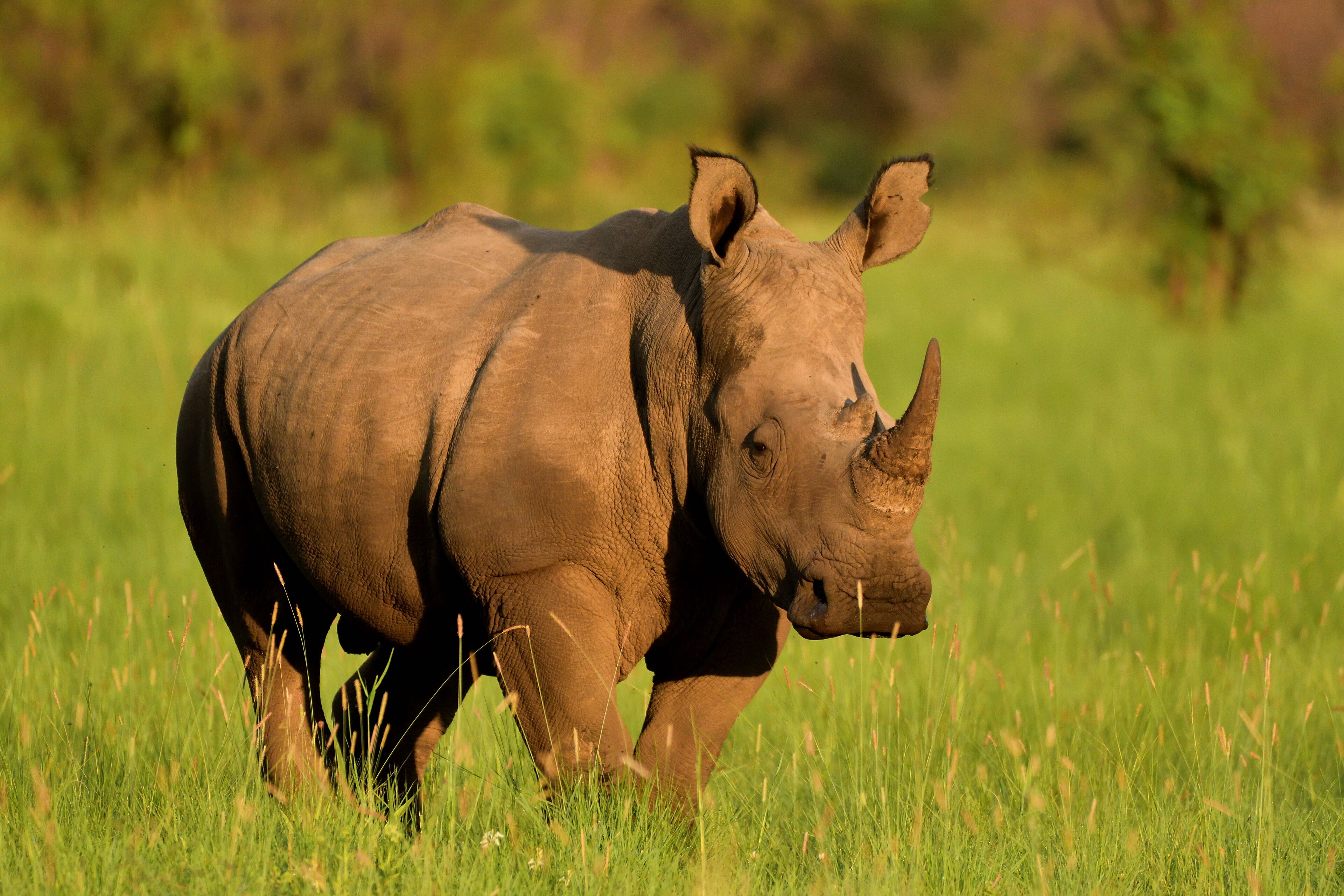 A rhinoceros in a grassy field.