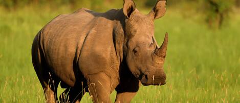 A rhinoceros in a grassy field.