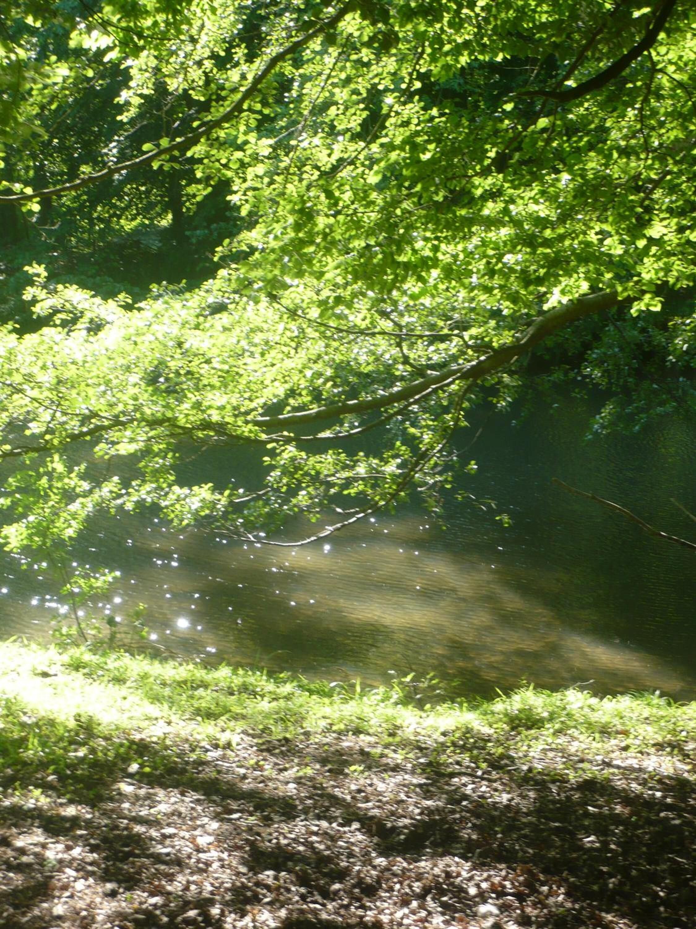 Paesaggio naturale con un corpo d'acqua, circondato da una fitta vegetazione verde e luce solare che filtra tra gli alberi.
