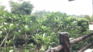 Un jardin luxuriant, avec un feuillage dense et une clôture en bois rustique.