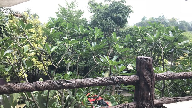 Un jardin luxuriant, avec un feuillage dense et une clôture en bois.