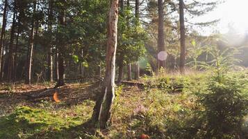 A forested area with tall trees and a ground covered in grass and small plants.