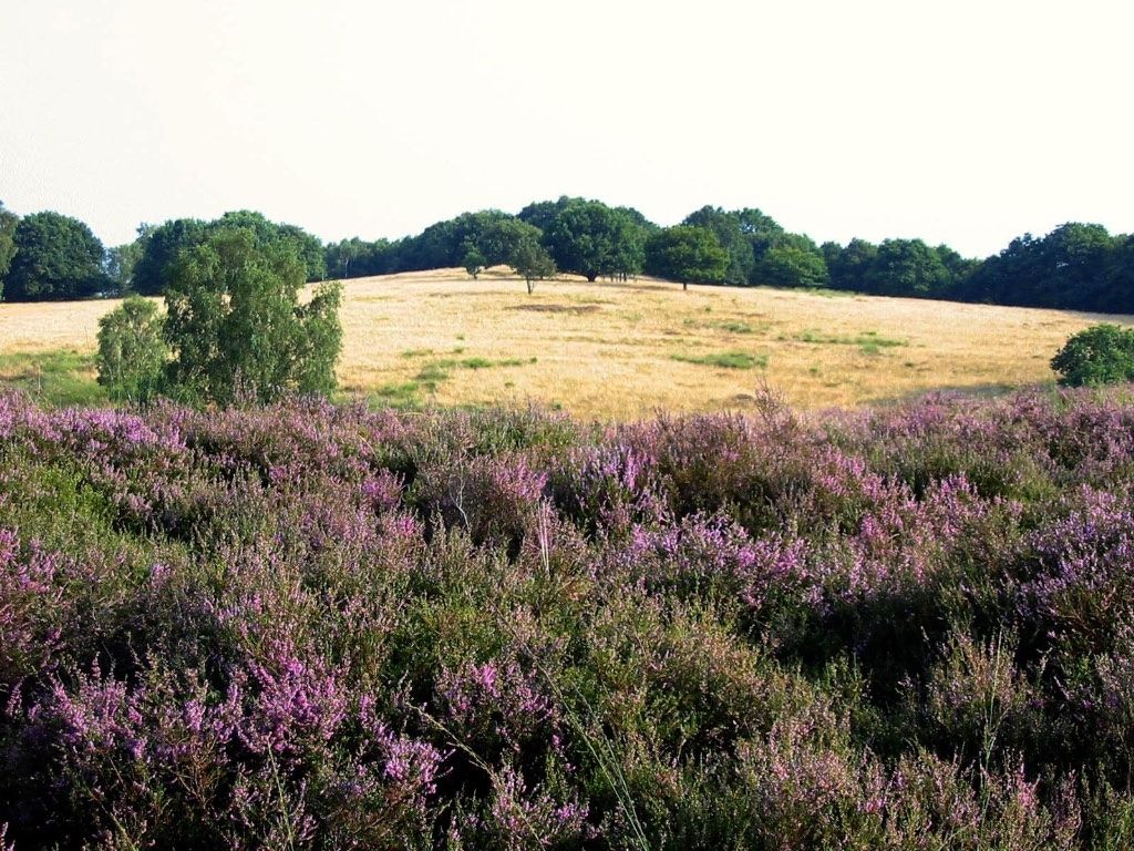 Un campo de brezo púrpura y una hilera de árboles al fondo.
