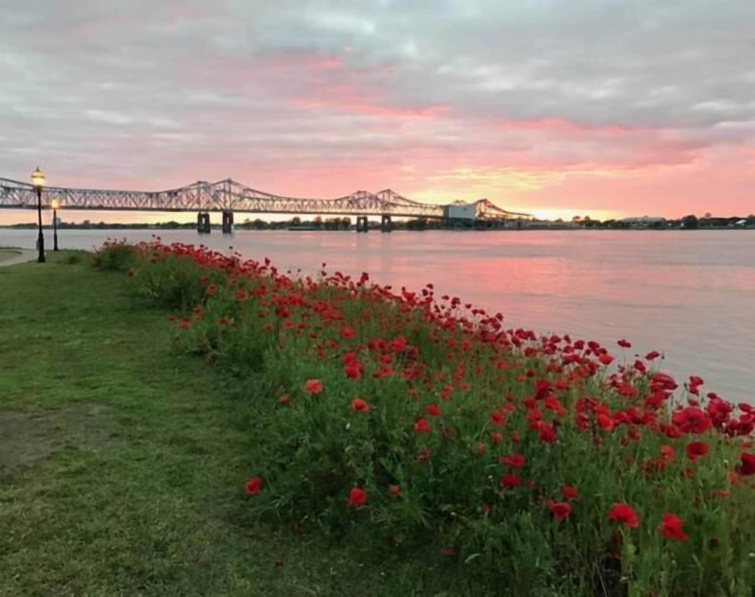 Un río con un puente al fondo y un campo de flores rojas en primer plano.