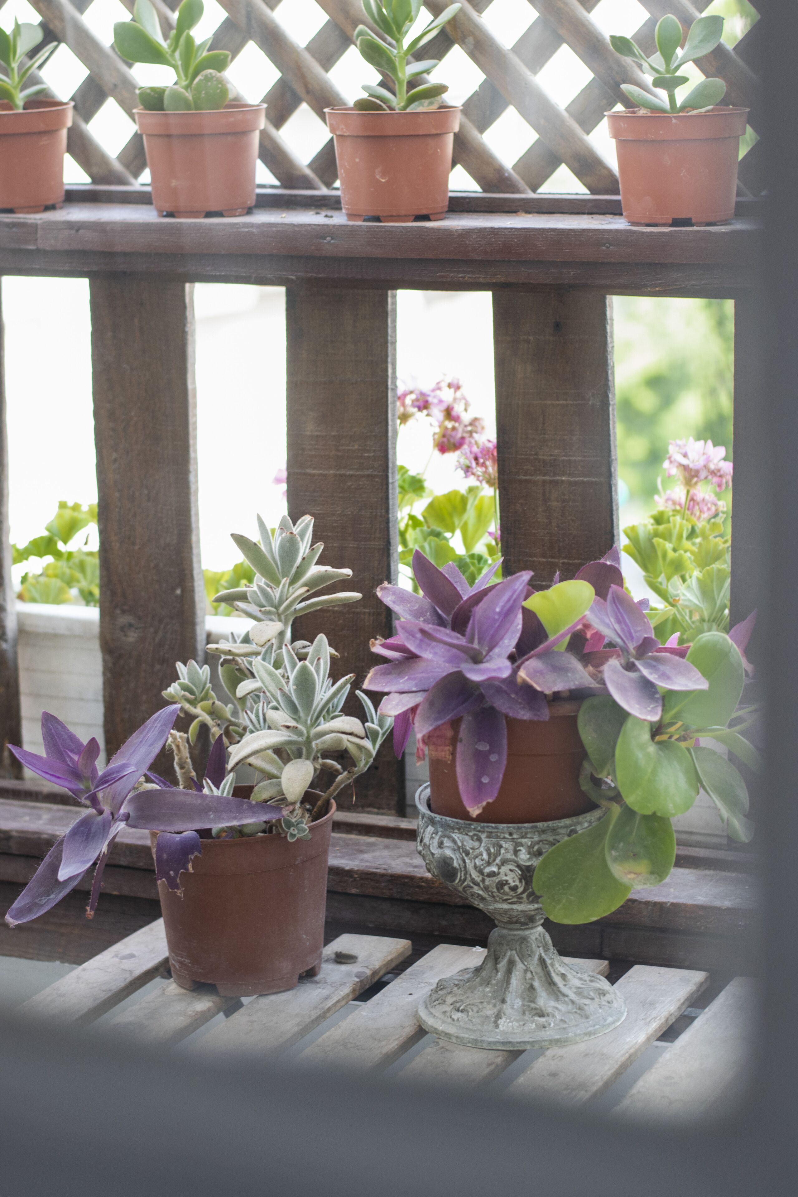 Foto - Tzefania Hotel