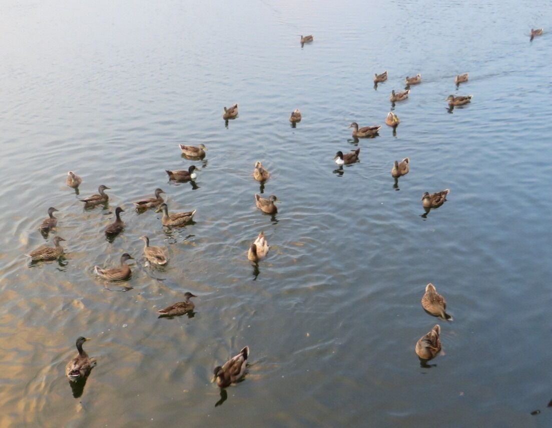 A body of water with ducks swimming.