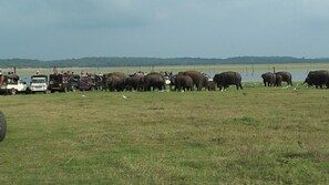A group of elephants in a grassy field with vehicles and people in the background.