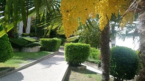 A pathway flanked by neatly trimmed bushes and palm trees, leading to a building with a white facade.