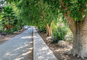 A paved pathway lined with trees and plants, leading to parked cars.