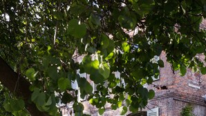 Un edificio in mattoni con persiane e vegetazione lussureggiante in primo piano.