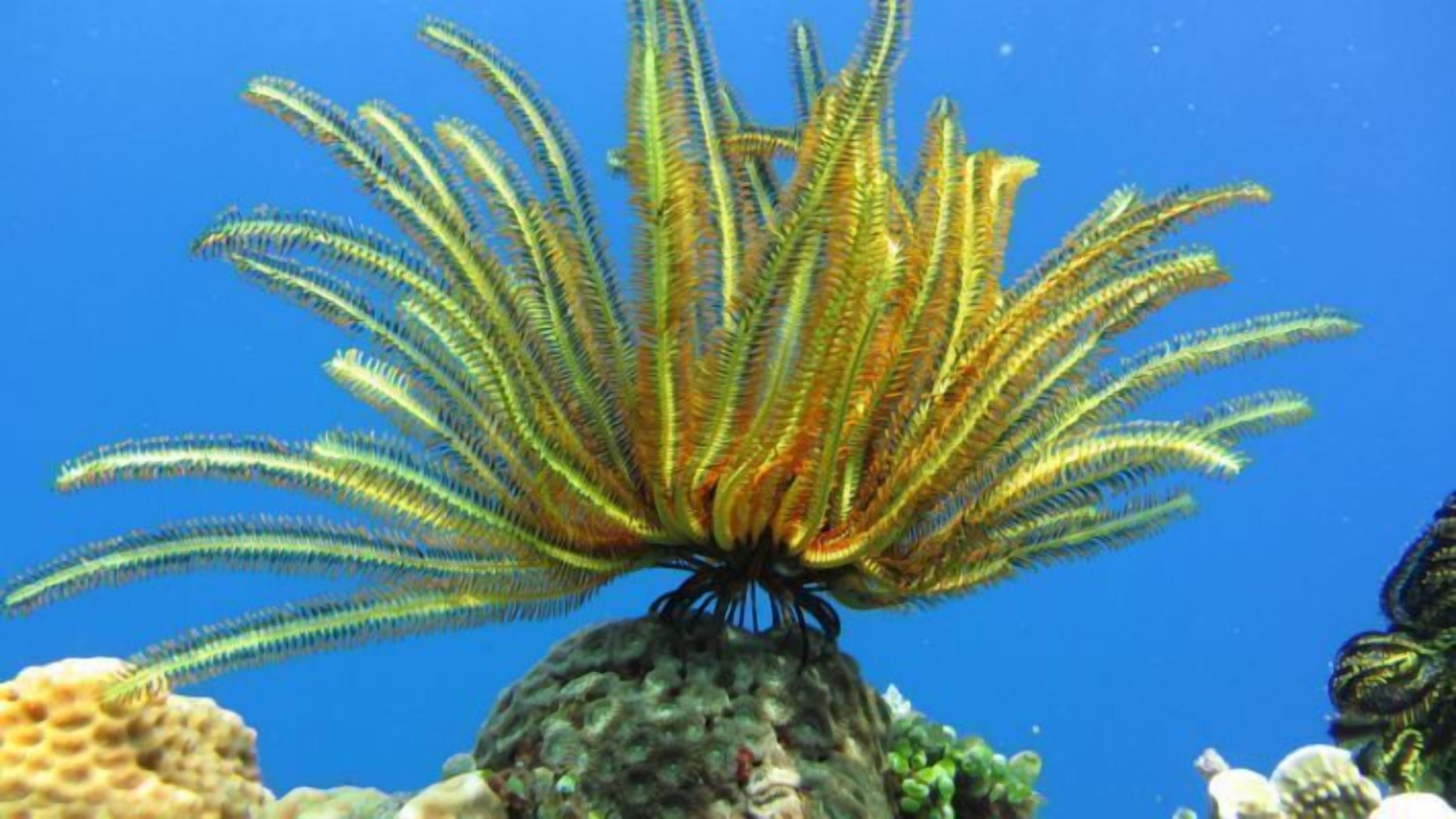 Foto - Pranajaya Villa