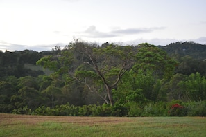 A natural landscape with a prominent tree in the foreground, a field in the midground, and a forested hill in the background.