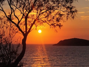 Un coucher de soleil sur une étendue d’eau, avec un arbre se détachant en silhouette sur le ciel.