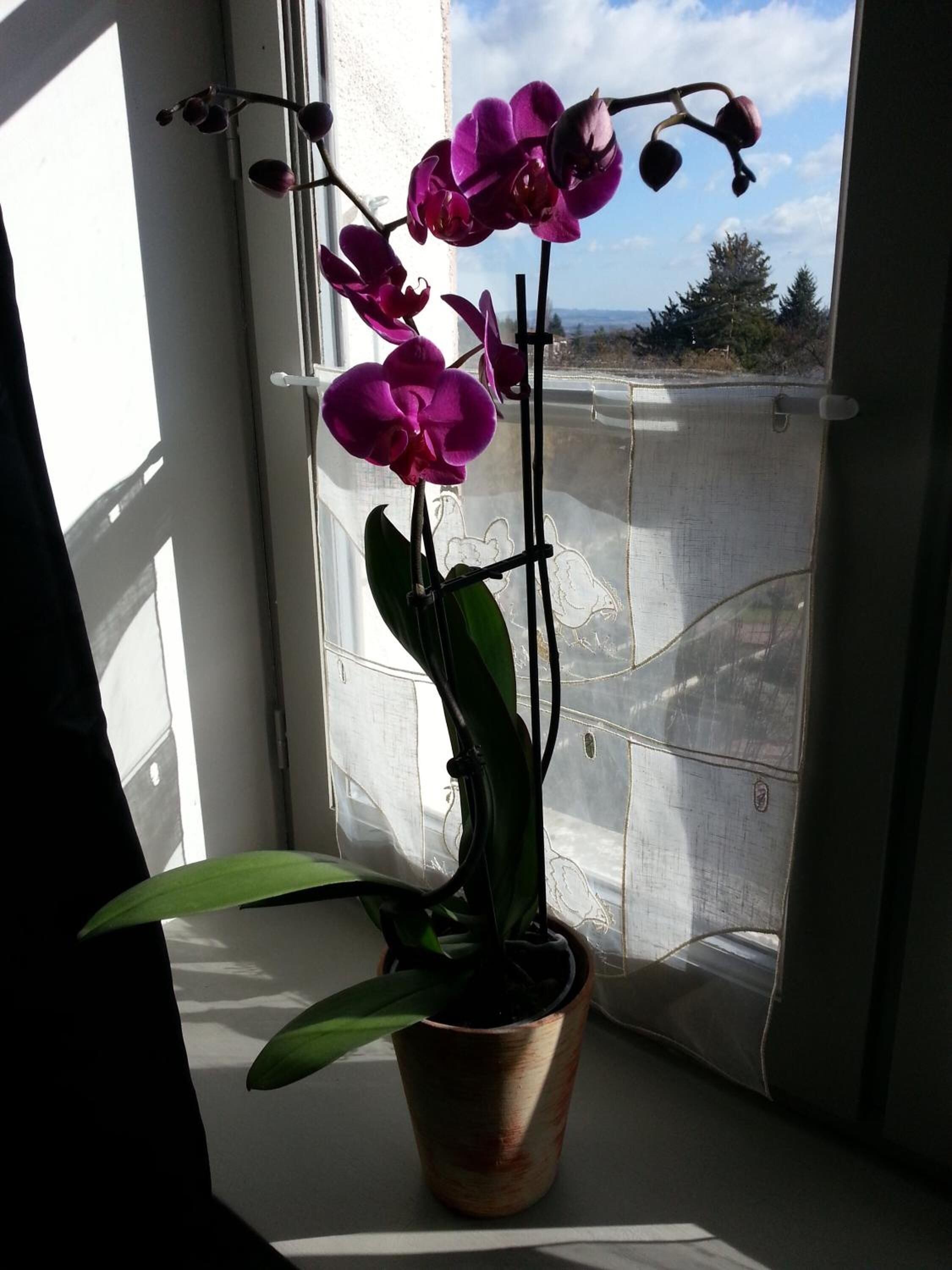 A potted orchid plant on a windowsill with a view of a distant landscape.