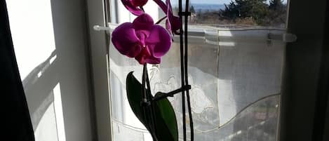 Una planta de orquídea en maceta sobre un alféizar con vistas a un paisaje lejano.