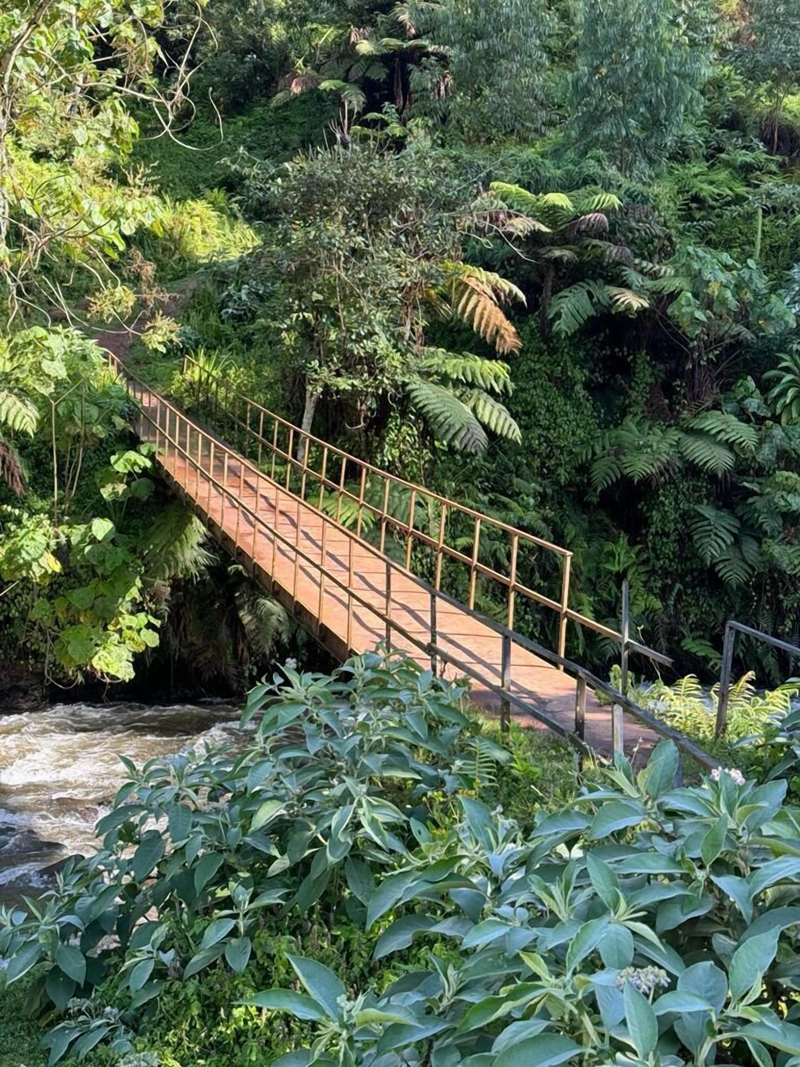 A wooden bridge over a river surrounded by dense greenery.