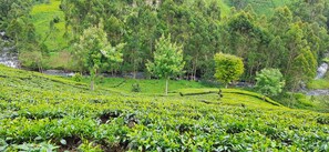 A lush tea plantation with terraced fields and a river in the background.