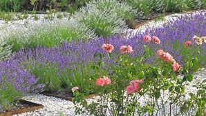 A garden with lavender and pink flowers, gravel paths, and wooden planters. - Quinta das Lavandas (Castelo de Vide)