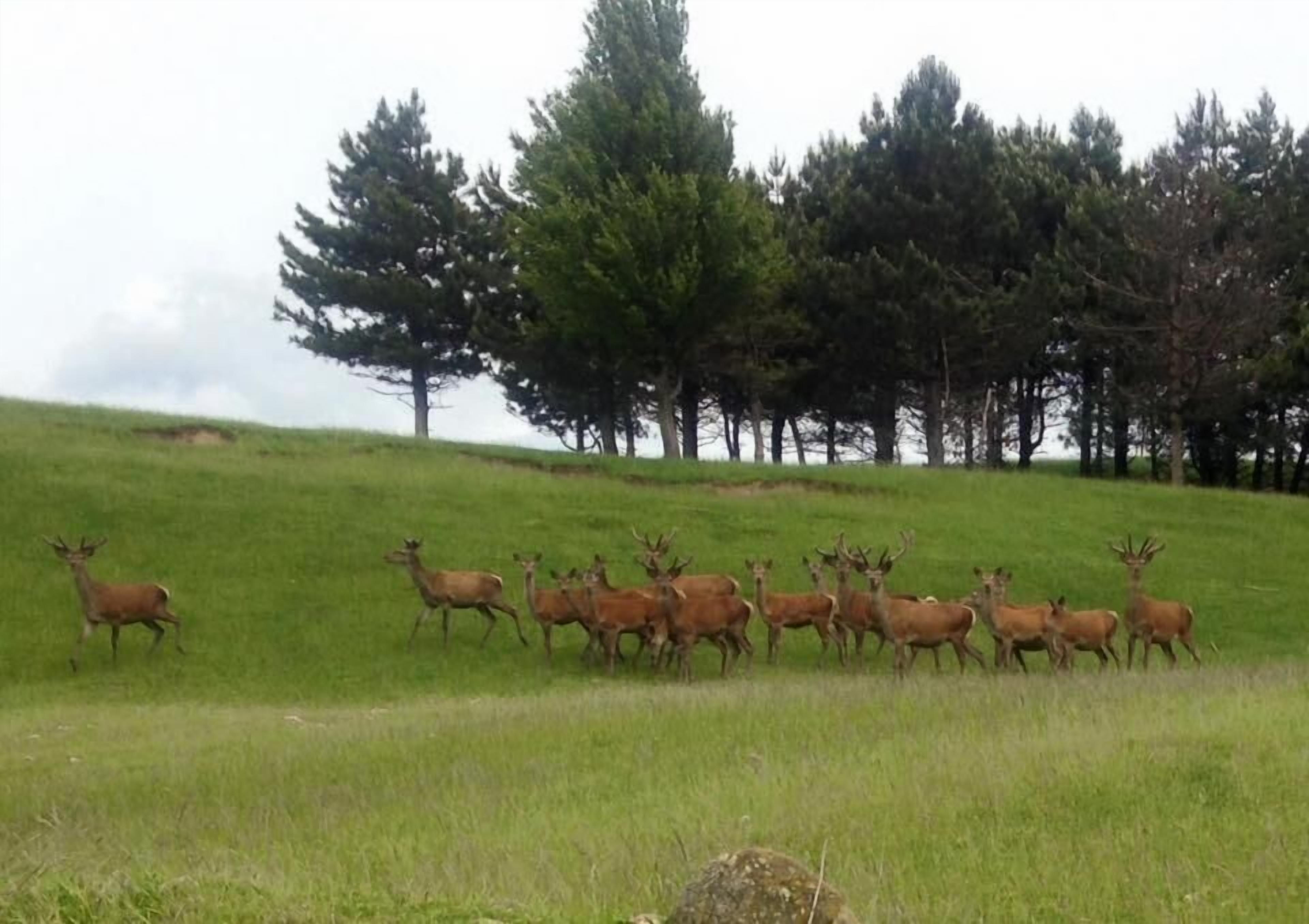 A herd of deer in a grassy field with trees in the background.
