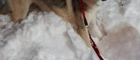 Un gos en un paisatge cobert de neu amb una corretja.