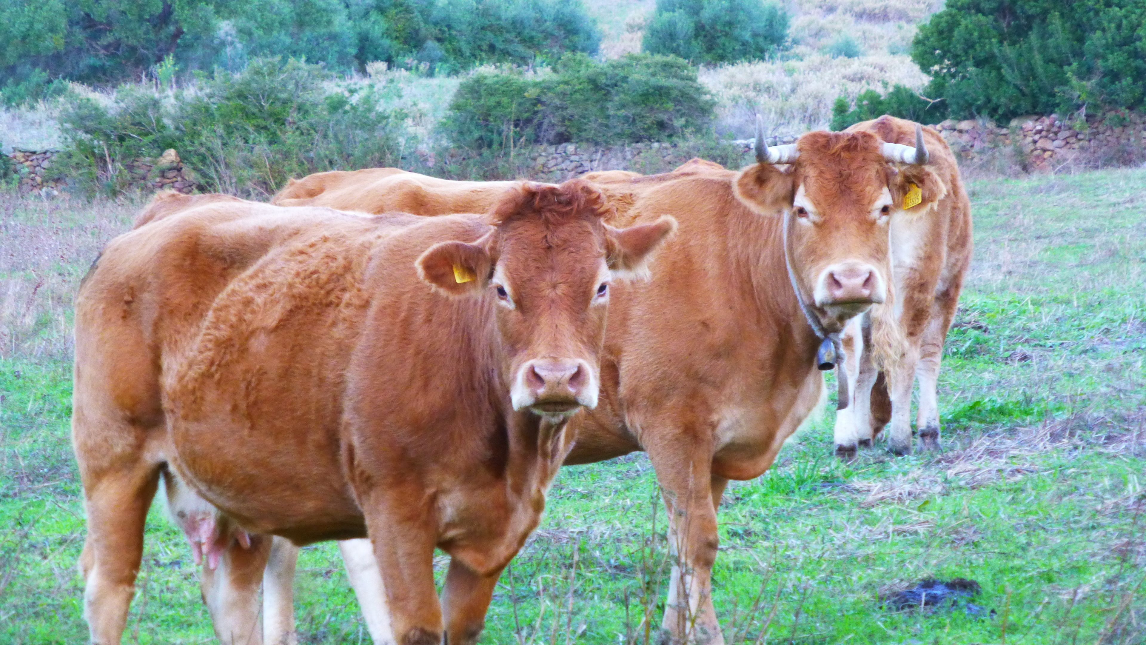 Three cows in a grassy field with a stone wall and greenery in the background.