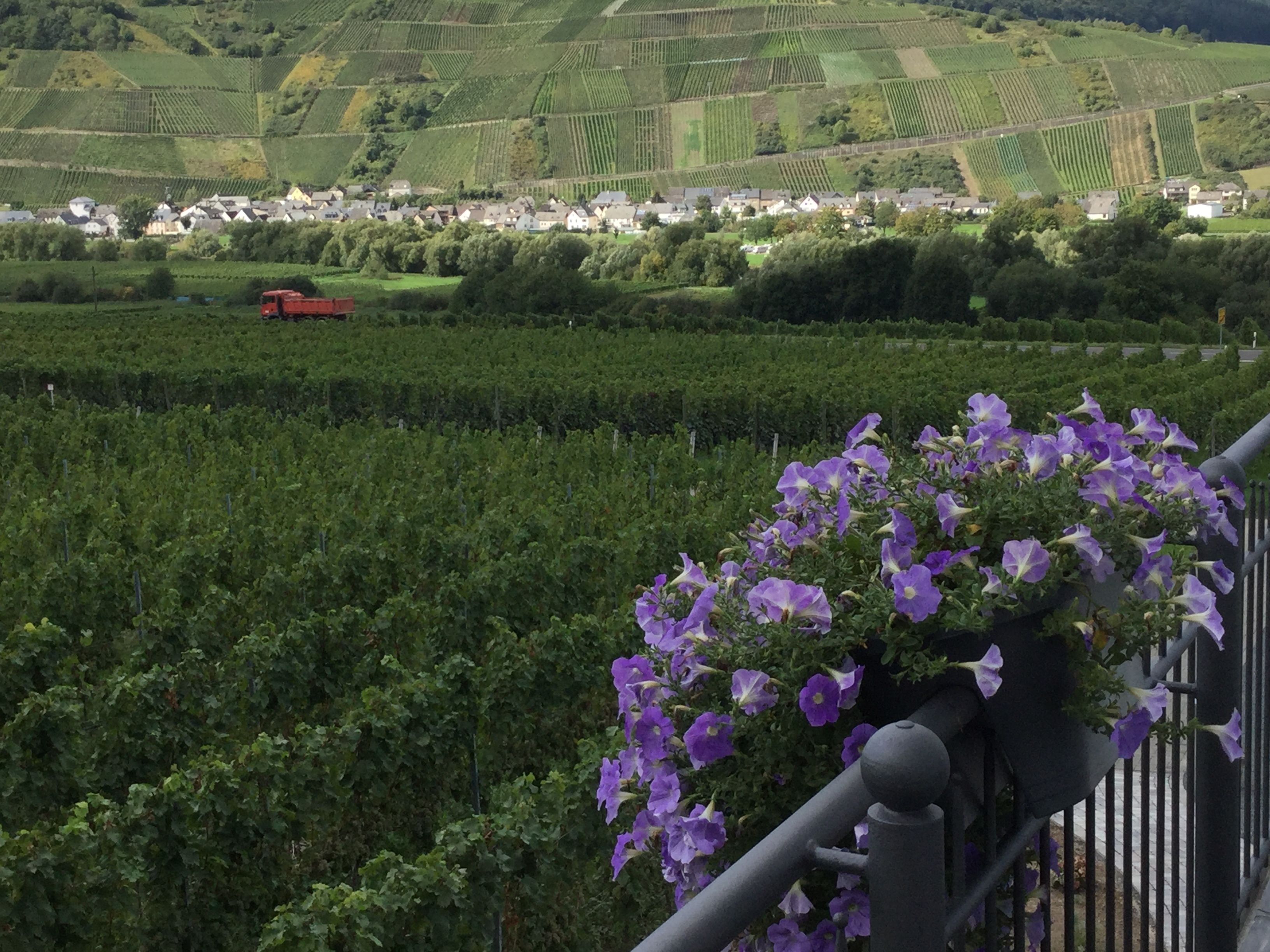 Viñedo con hileras de vides y un camión rojo a lo lejos.