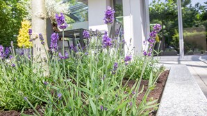 Un jardin agrémenté de plantes de lavande et d’un banc placé sous un parasol vert.
