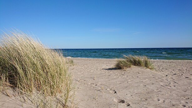 A sandy beach with tall grass and the ocean in the background.