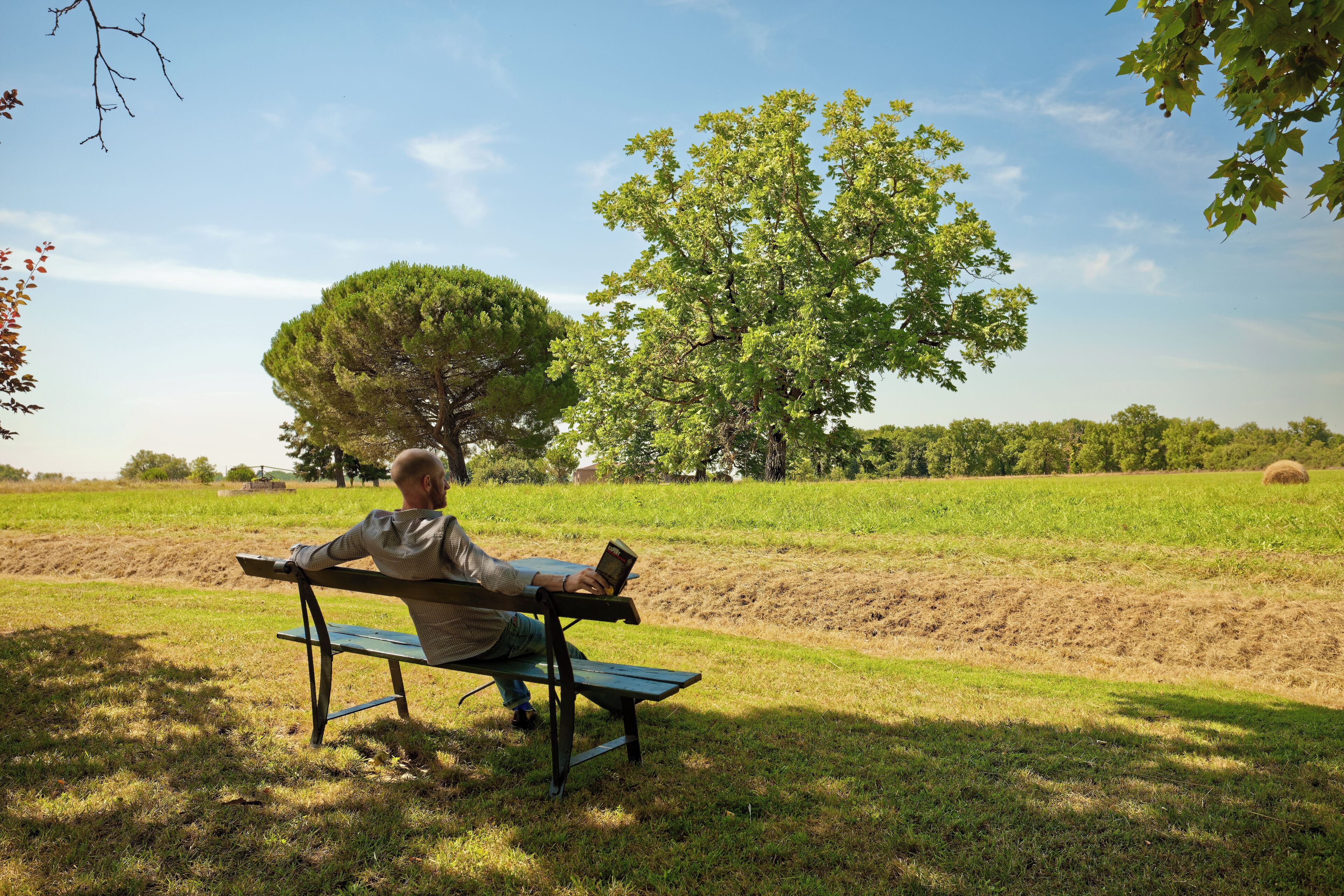 A person sitting on a bench in a park with a tree and open fields in the background.