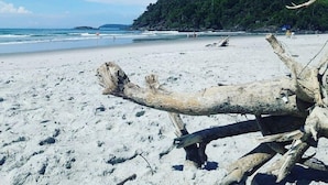 A beach with white sand, a large driftwood piece, and a forested hill in the background. - Guest House da Lui (Ubatuba)