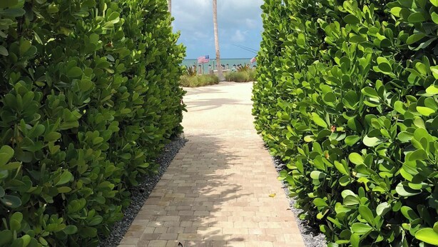 A paved pathway flanked by lush green hedges, leading towards a beach with palm trees and a clear sky. - 🌸Home(#5) “AFTER DUNE🍹DELIGHT”(-approximately 50 ft from Private beach entrance)🌸 (Marathon)