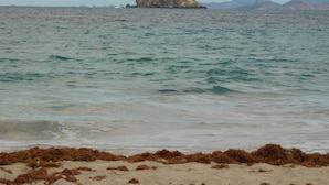Ein Strand mit Seetang im Vordergrund und einer felsigen Insel in der Ferne.