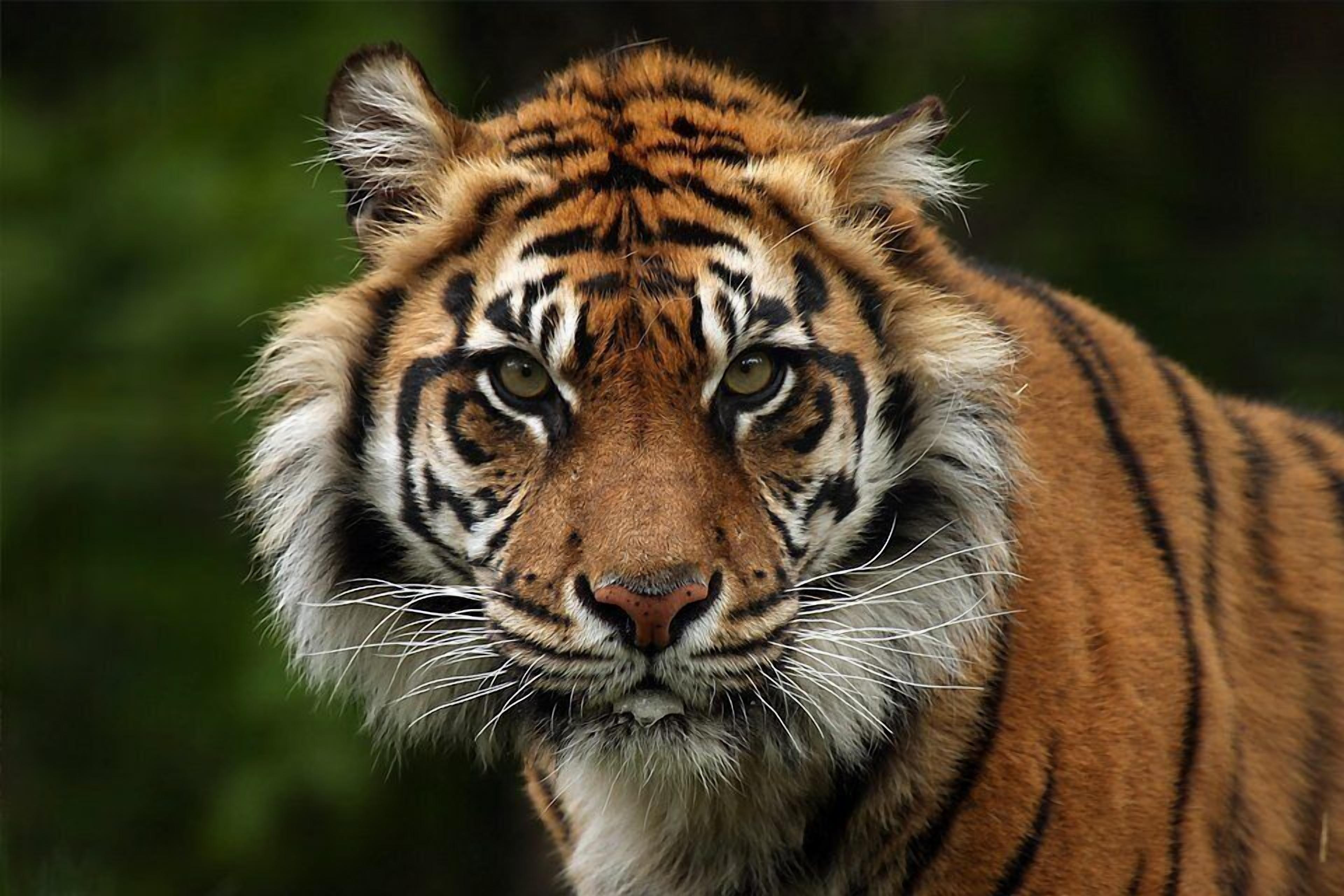 En tiger med et intenst blik.