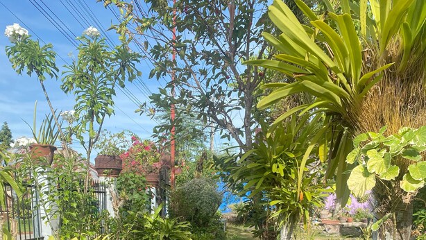 A garden pathway with stone steps leading through lush greenery and various plants. - Villa 301 B&B (Baclayon)