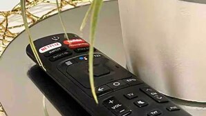 Una planta en test amb fulles verdes i llargues recolzada contra un comandament a distància sobre una taula de vidre.